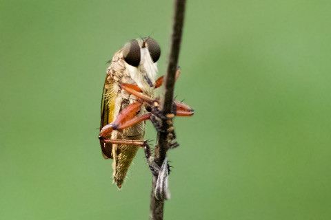 Robber Fly (Zosteria fulvipubescens) (Zosteria fulvipubescens)